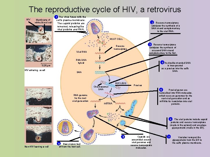 The reproductive cycle of HIV, a retrovirus HIV Membrane of white blood cell The The reproductive cycle of HIV, a retrovirus HIV Membrane of white blood cell The