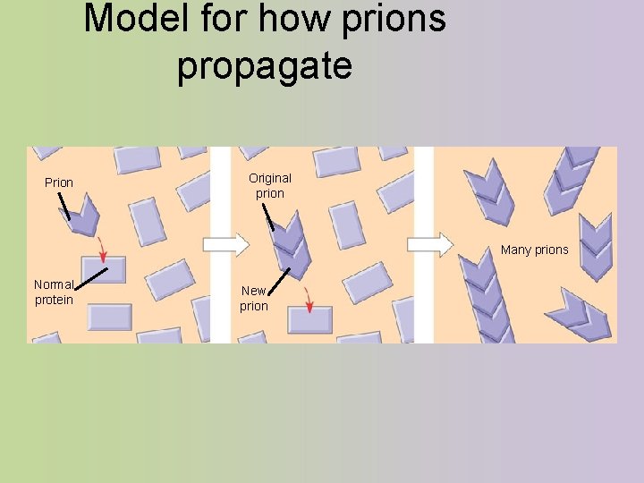 Model for how prions propagate Prion Original prion Many prions Normal protein New prion Model for how prions propagate Prion Original prion Many prions Normal protein New prion
