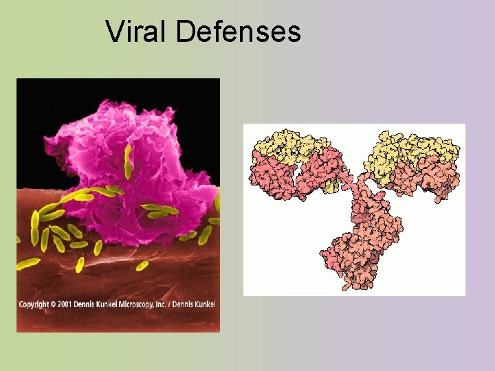 Viral Defenses 