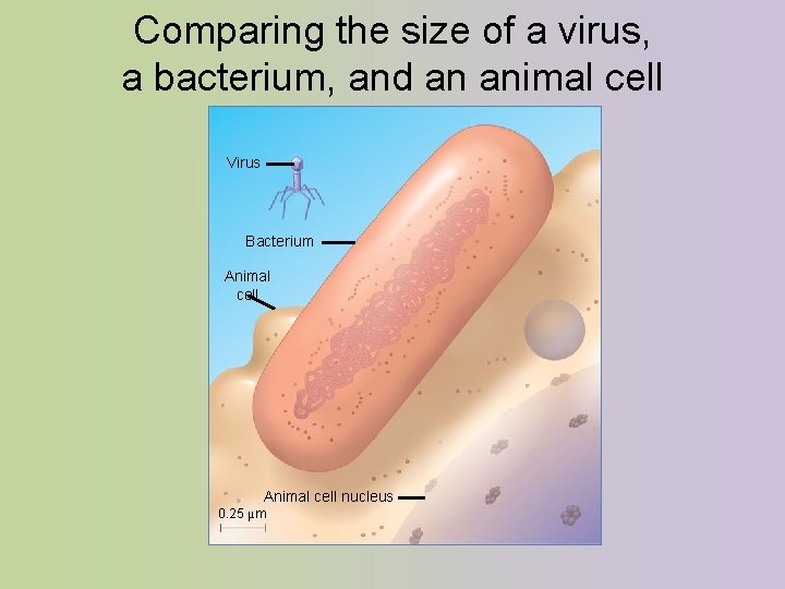 Comparing the size of a virus, a bacterium, and an animal cell Virus Bacterium