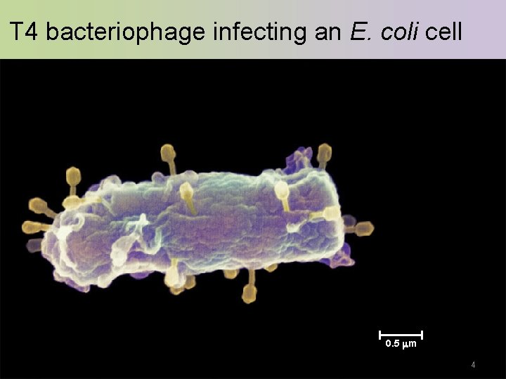 T 4 bacteriophage infecting an E. coli cell 0. 5 m 4 