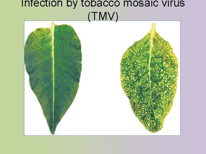Infection by tobacco mosaic virus (TMV) Infection by tobacco mosaic virus (TMV)