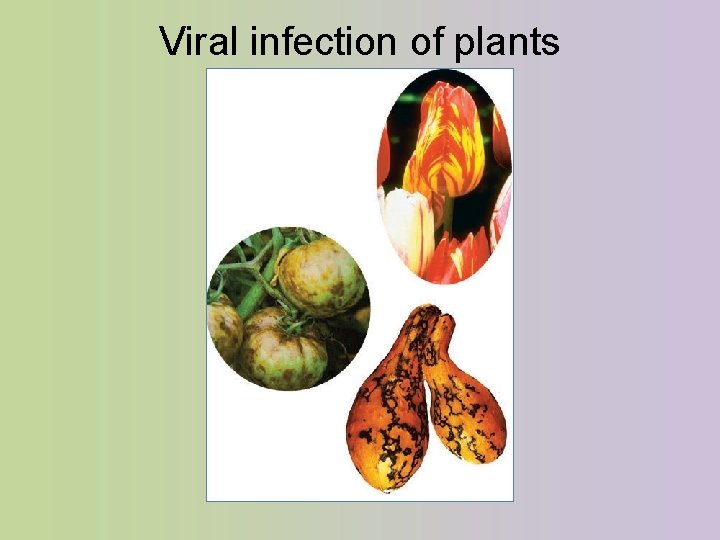 Viral infection of plants 