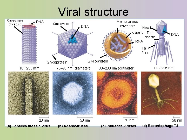 Viral structure Capsomere of capsid RNA Capsomere Membranous envelope DNA Head Capsid Tail sheath