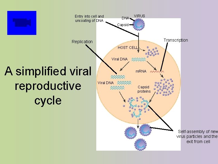 Entry into cell and uncoating of DNA VIRUS Capsid Transcription Replication HOST CELL Viral