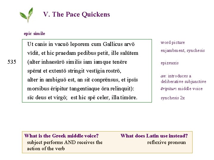 V. The Pace Quickens epic simile 535 Ut canis in vacuō leporem cum Gallicus