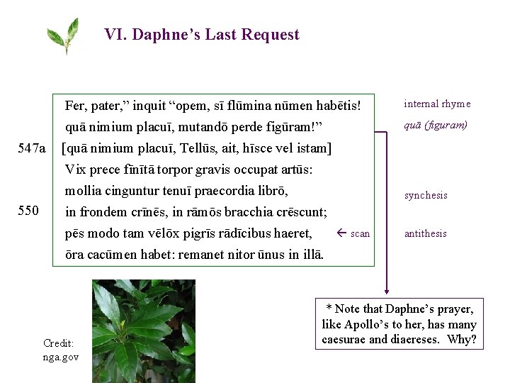 VI. Daphne’s Last Request Fer, pater, ” inquit “opem, sī flūmina nūmen habētis! quā