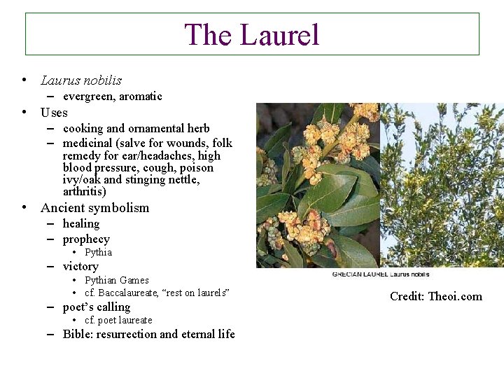 The Laurel • Laurus nobilis – evergreen, aromatic • Uses – cooking and ornamental