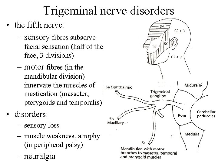Trigeminal nerve disorders • the fifth nerve: – sensory fibres subserve facial sensation (half