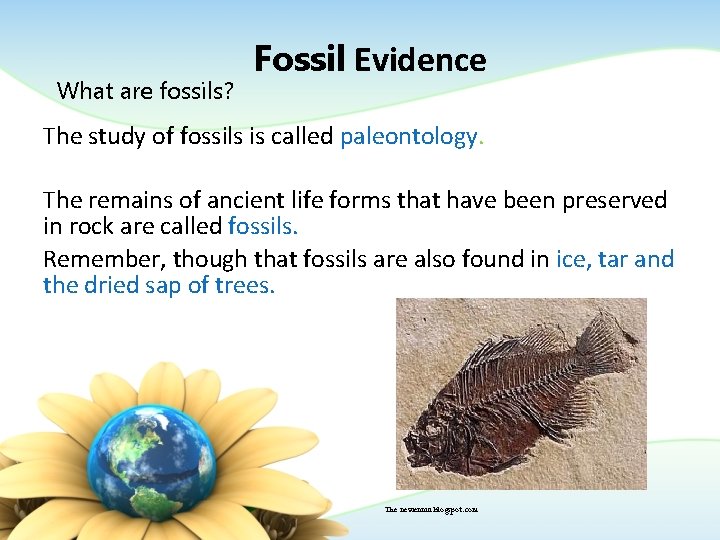 What are fossils? Fossil Evidence The study of fossils is called paleontology. The remains What are fossils? Fossil Evidence The study of fossils is called paleontology. The remains