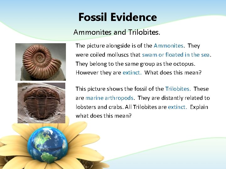 Fossil Evidence Ammonites and Trilobites. The picture alongside is of the Ammonites. They were Fossil Evidence Ammonites and Trilobites. The picture alongside is of the Ammonites. They were