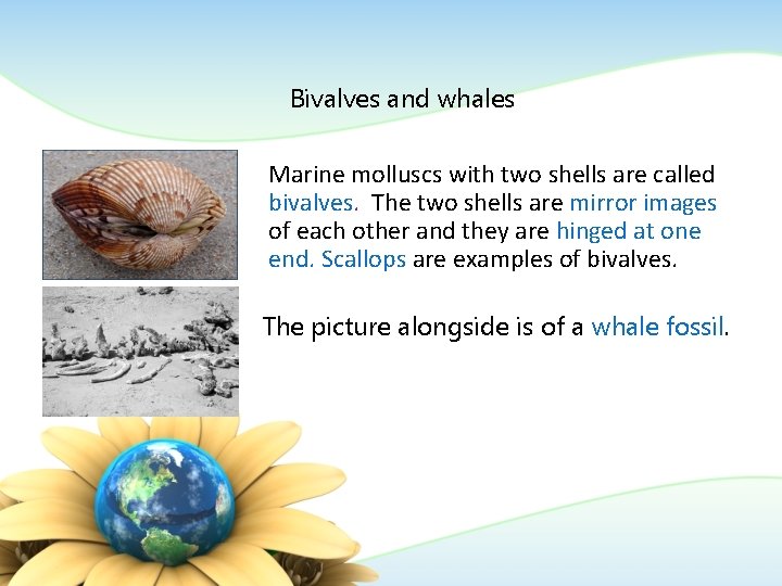 Bivalves and whales Marine molluscs with two shells are called bivalves. The two shells Bivalves and whales Marine molluscs with two shells are called bivalves. The two shells