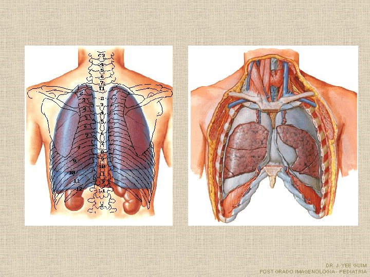 DR. J. YEE GUIM POST GRADO IMAGENOLOGIA - PEDIATRIA 