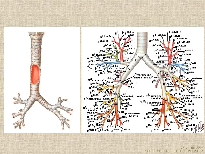 DR. J. YEE GUIM POST GRADO IMAGENOLOGIA - PEDIATRIA 