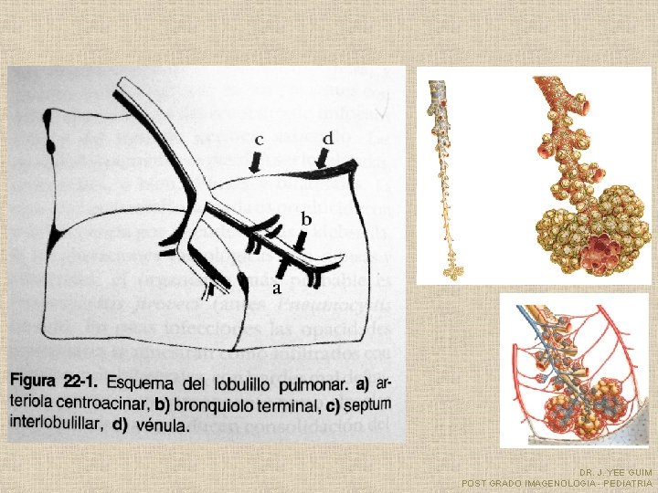 DR. J. YEE GUIM POST GRADO IMAGENOLOGIA - PEDIATRIA 
