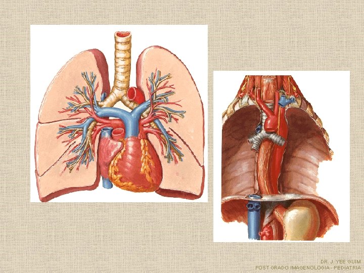 DR. J. YEE GUIM POST GRADO IMAGENOLOGIA - PEDIATRIA 
