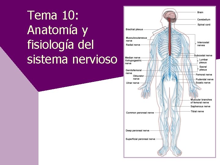 Tema 10: Anatomía y fisiología del sistema nervioso 