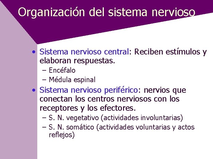 Organización del sistema nervioso • Sistema nervioso central: Reciben estímulos y elaboran respuestas. –