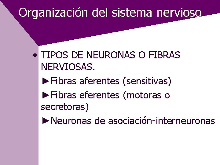 Organización del sistema nervioso • TIPOS DE NEURONAS O FIBRAS NERVIOSAS. ►Fibras aferentes (sensitivas)