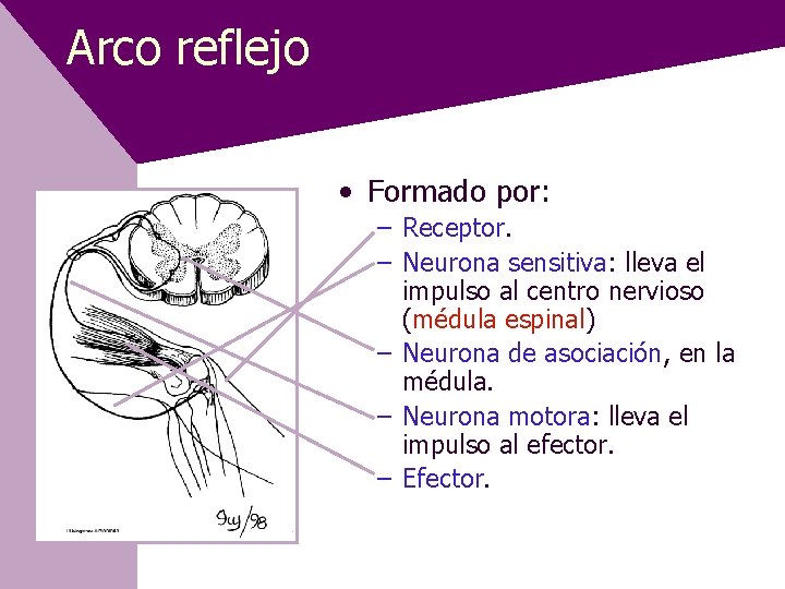 Arco reflejo • Formado por: – Receptor. – Neurona sensitiva: lleva el impulso al