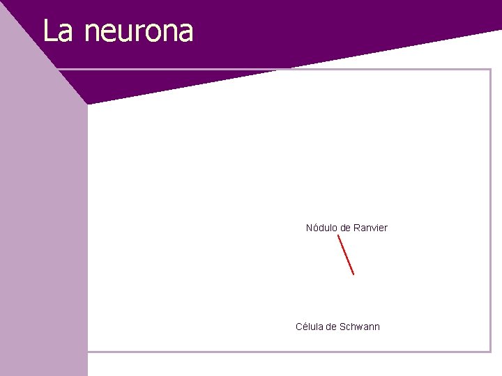 La neurona Nódulo de Ranvier Célula de Schwann 