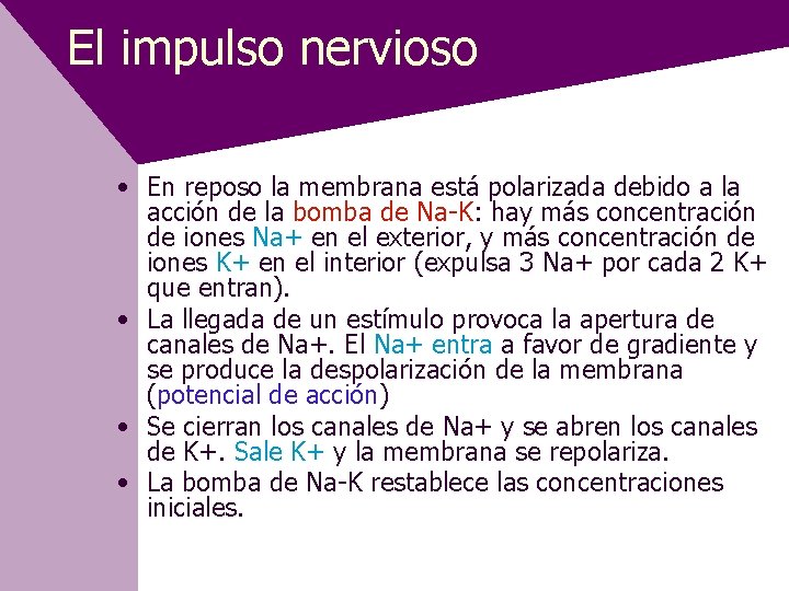 El impulso nervioso • En reposo la membrana está polarizada debido a la acción