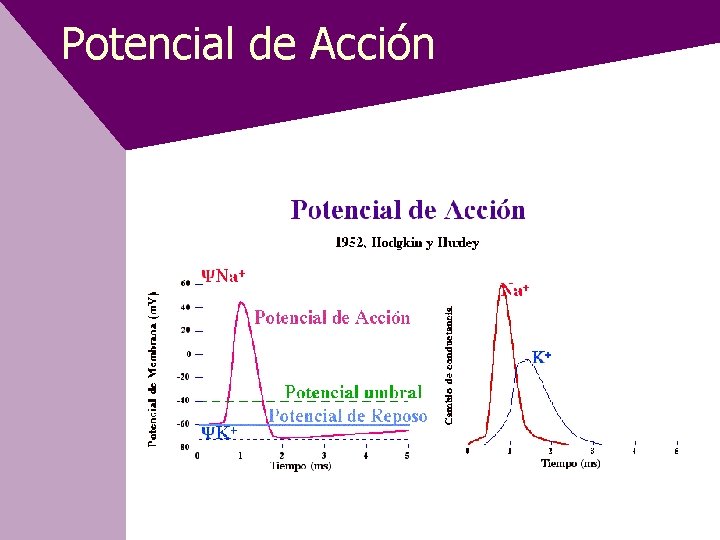 Potencial de Acción 