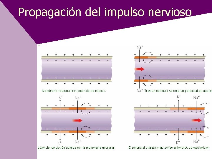 Propagación del impulso nervioso 