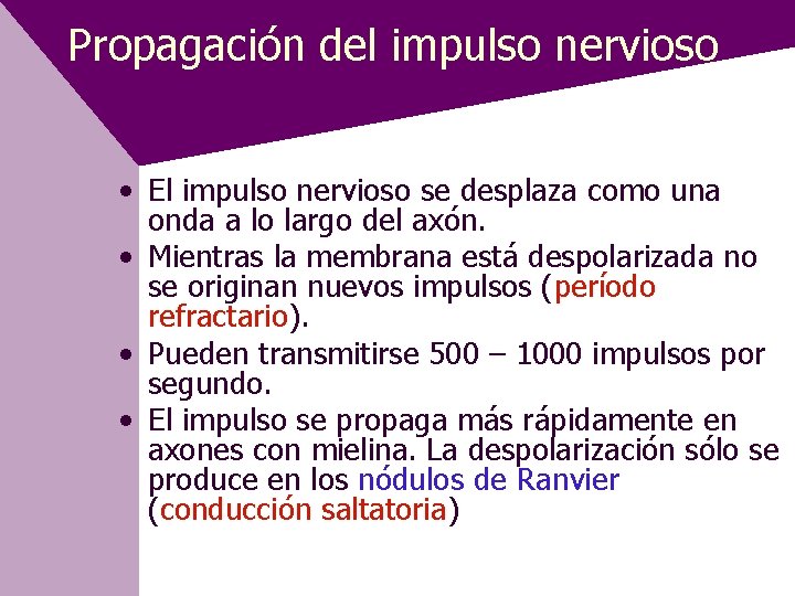 Propagación del impulso nervioso • El impulso nervioso se desplaza como una onda a