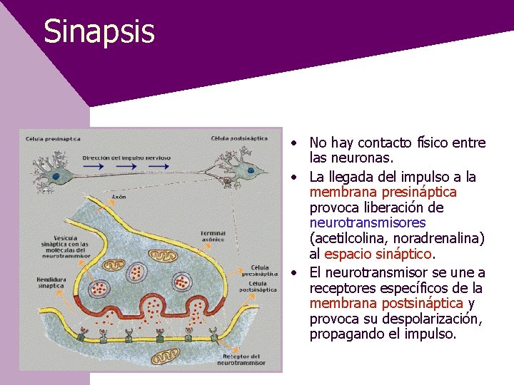 Sinapsis • No hay contacto físico entre las neuronas. • La llegada del impulso