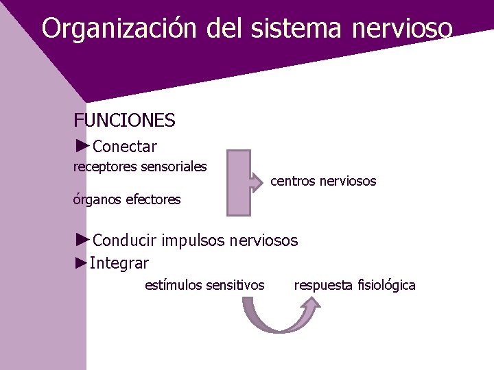Organización del sistema nervioso FUNCIONES ►Conectar receptores sensoriales centros nerviosos órganos efectores ►Conducir impulsos