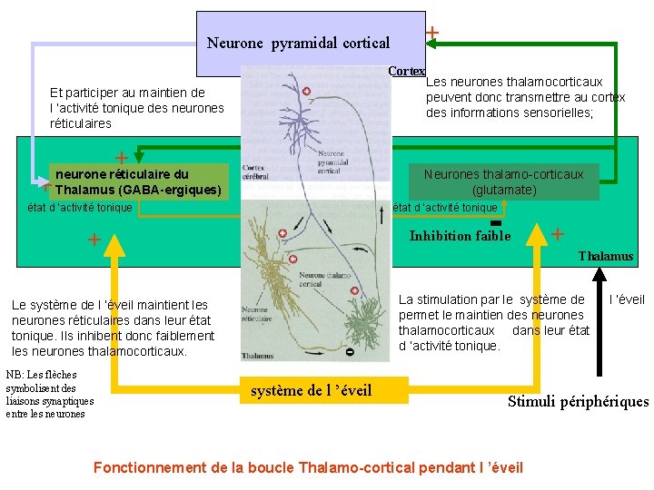 + Neurone pyramidal cortical Cortex Et participer au maintien de l ’activité tonique des