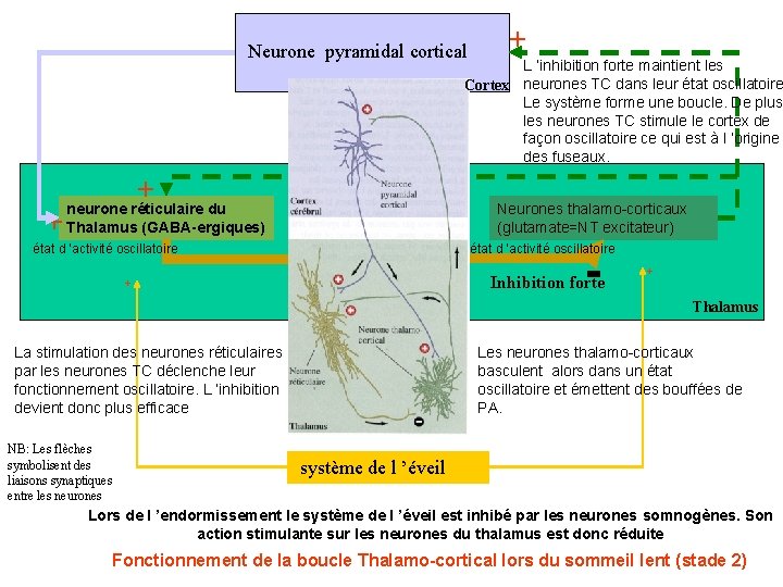 Neurone pyramidal cortical + L ’inhibition forte maintient les Cortex neurones TC dans Neurone pyramidal cortical + L ’inhibition forte maintient les Cortex neurones TC dans