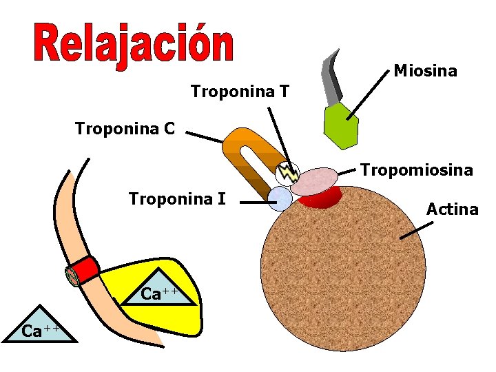 Miosina Troponina T Troponina C Tropomiosina Troponina I Ca++ Actina 