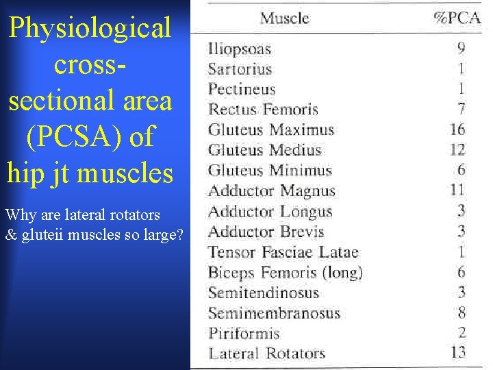 Physiological crosssectional area (PCSA) of hip jt muscles Why are lateral rotators & gluteii Physiological crosssectional area (PCSA) of hip jt muscles Why are lateral rotators & gluteii