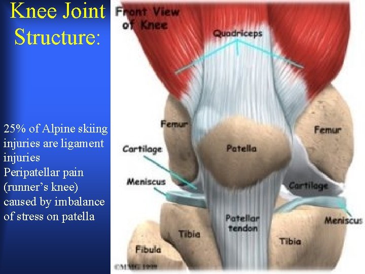 Knee Joint Structure: 25% of Alpine skiing injuries are ligament injuries Peripatellar pain (runner’s Knee Joint Structure: 25% of Alpine skiing injuries are ligament injuries Peripatellar pain (runner’s