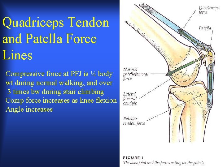 Quadriceps Tendon and Patella Force Lines Compressive force at PFJ is ½ body wt Quadriceps Tendon and Patella Force Lines Compressive force at PFJ is ½ body wt