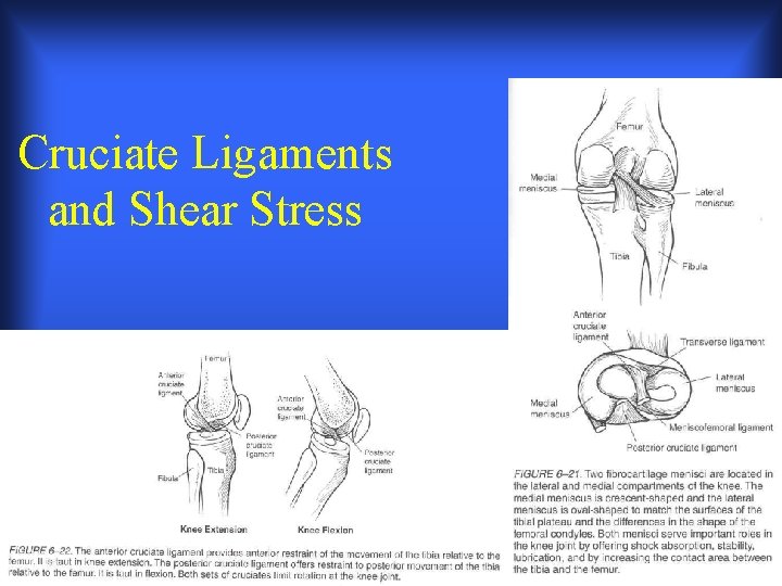 Cruciate Ligaments and Shear Stress Cruciate Ligaments and Shear Stress