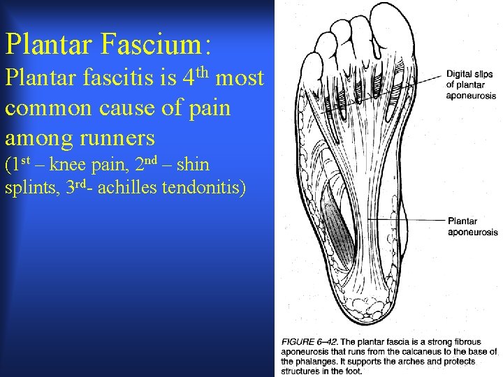 Plantar Fascium: Plantar fascitis is 4 th most common cause of pain among runners Plantar Fascium: Plantar fascitis is 4 th most common cause of pain among runners