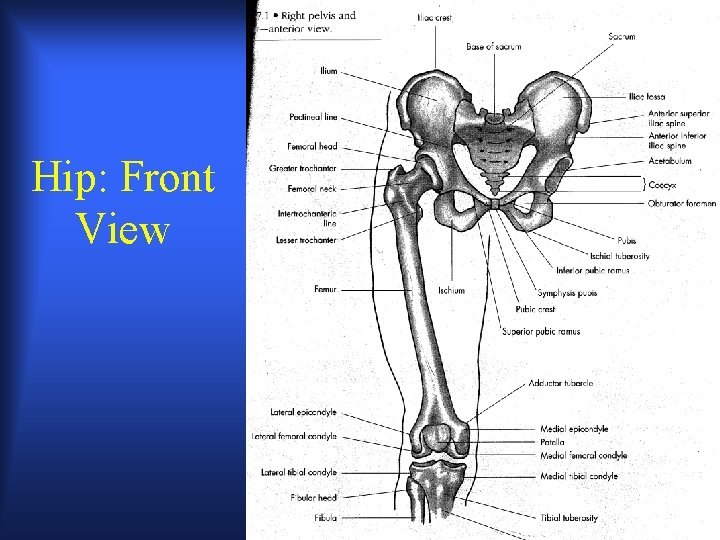 Hip: Front View Hip: Front View