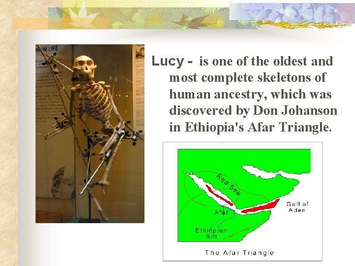 Lucy - is one of the oldest and most complete skeletons of human ancestry,