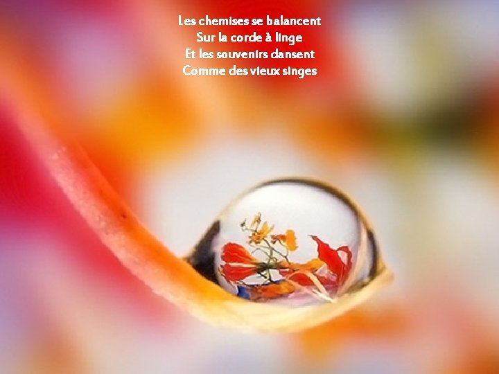 Les chemises se balancent Sur la corde à linge Et les souvenirs dansent Comme Les chemises se balancent Sur la corde à linge Et les souvenirs dansent Comme