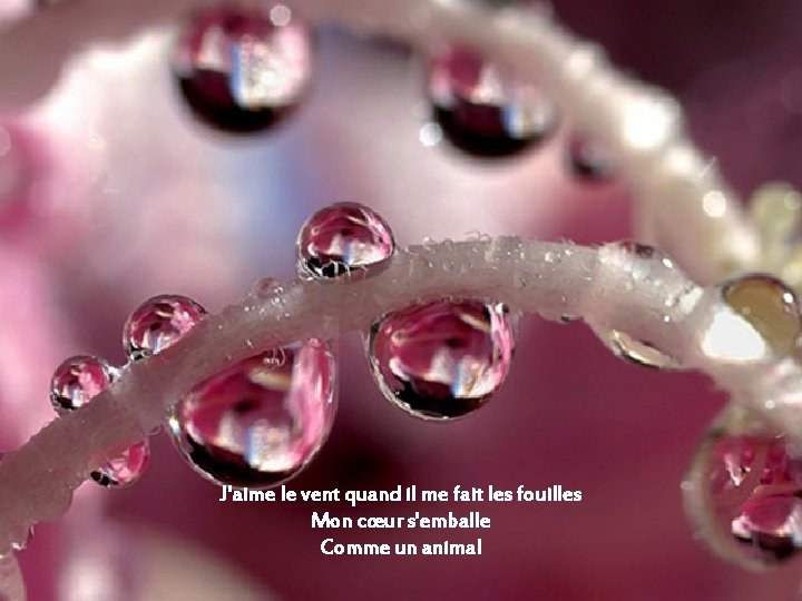 J'aime le vent quand il me fait les fouilles Mon cœur s'emballe Comme un J'aime le vent quand il me fait les fouilles Mon cœur s'emballe Comme un