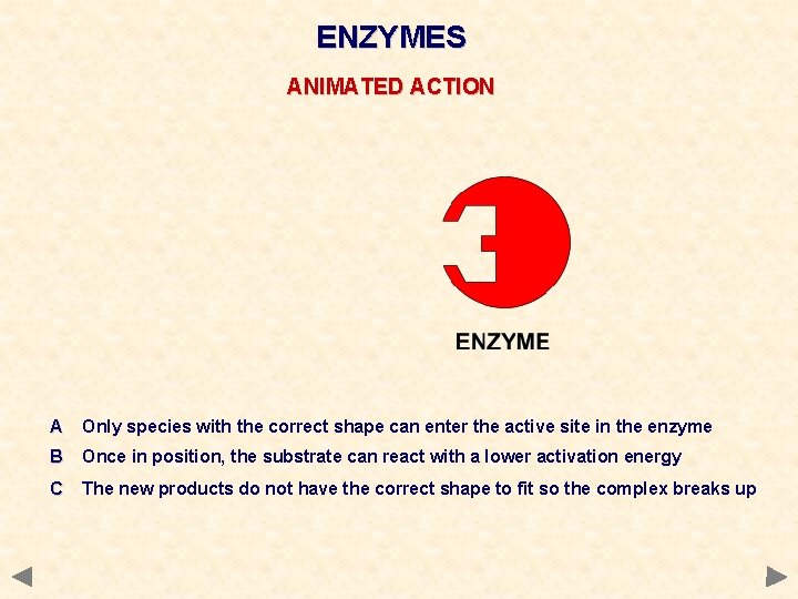 ENZYMES ANIMATED ACTION A Only species with the correct shape can enter the active ENZYMES ANIMATED ACTION A Only species with the correct shape can enter the active