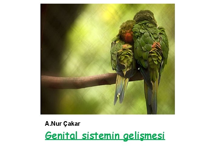 A. Nur Çakar Genital sistemin gelişmesi 