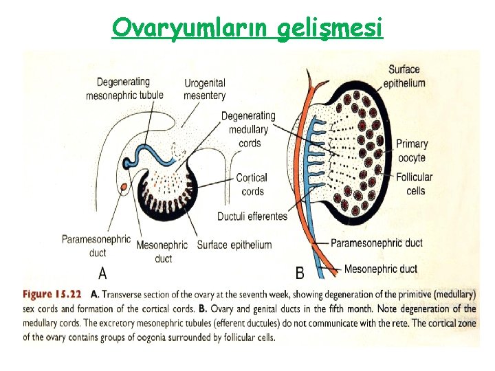 Ovaryumların gelişmesi 