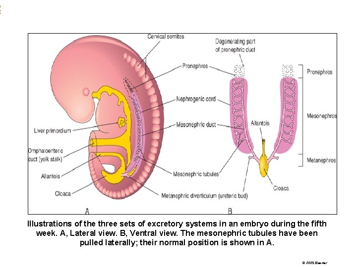 Illustrations of the three sets of excretory systems in an embryo during the fifth