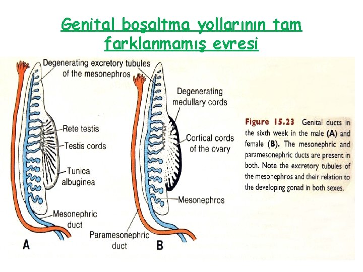 Genital boşaltma yollarının tam farklanmamış evresi 