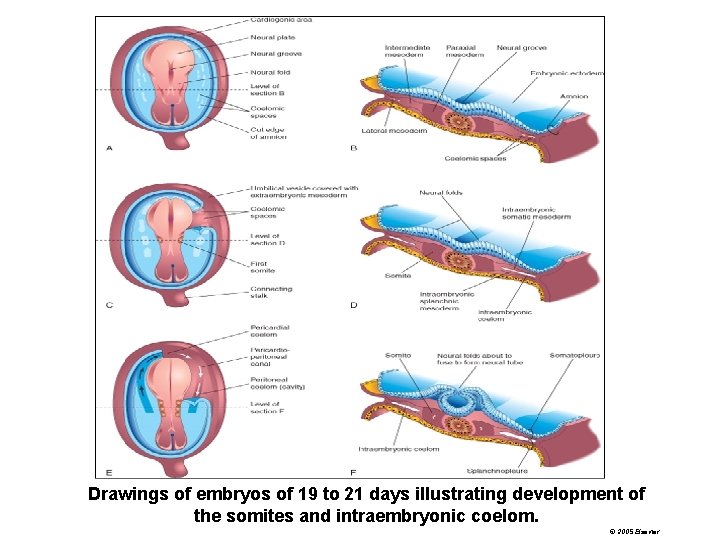 Drawings of embryos of 19 to 21 days illustrating development of the somites and