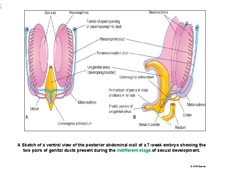 A Sketch of a ventral view of the posterior abdominal wall of a 7